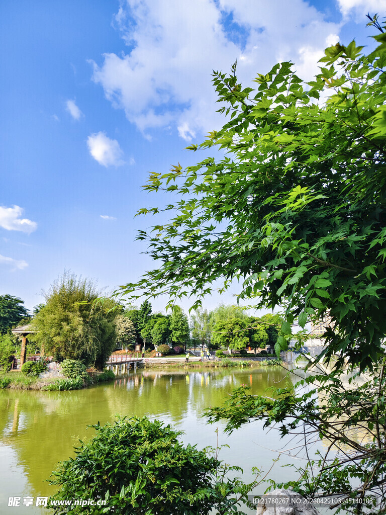 湖畔绿树成荫