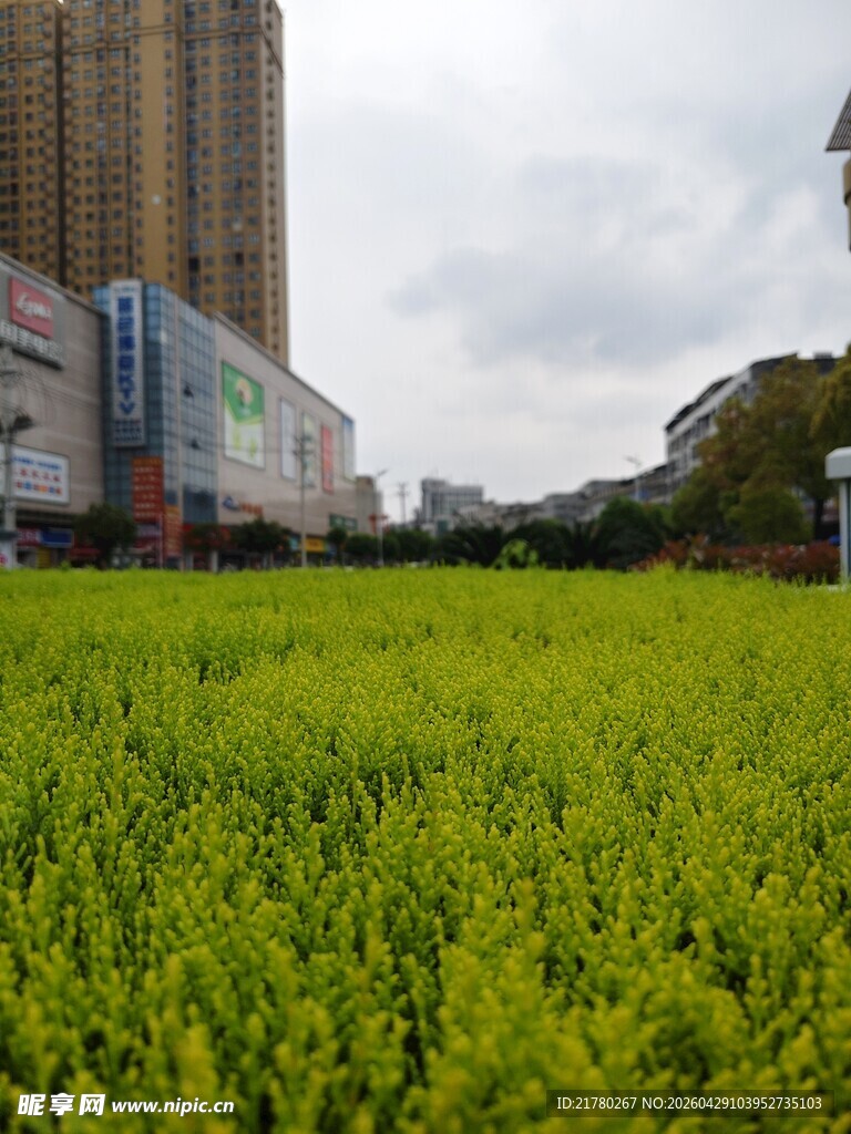 城市中的绿色