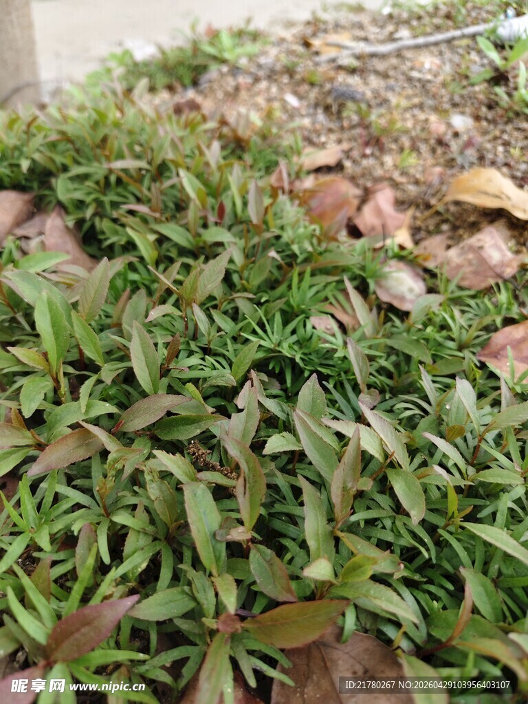 嫩绿山桃草