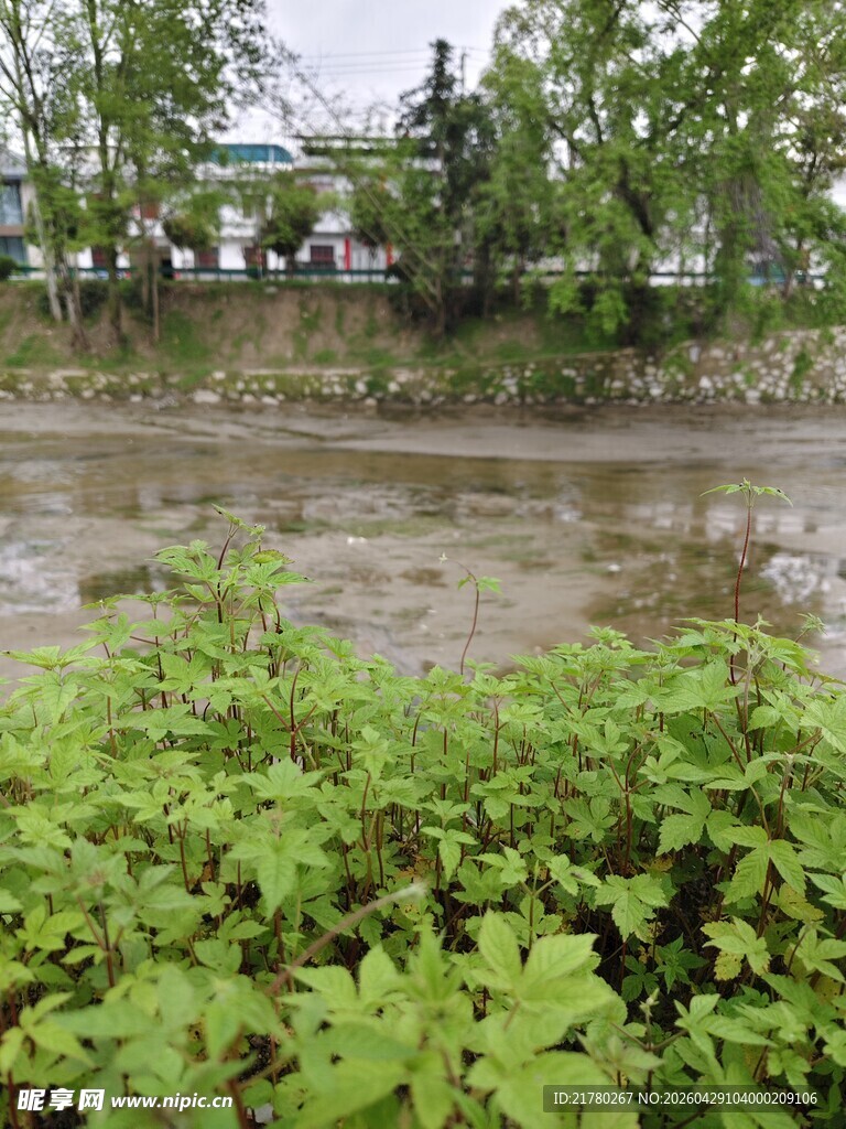 河边绿意盎然的自然景致