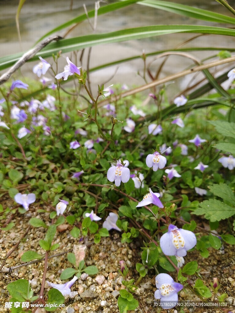 紫色小花丛