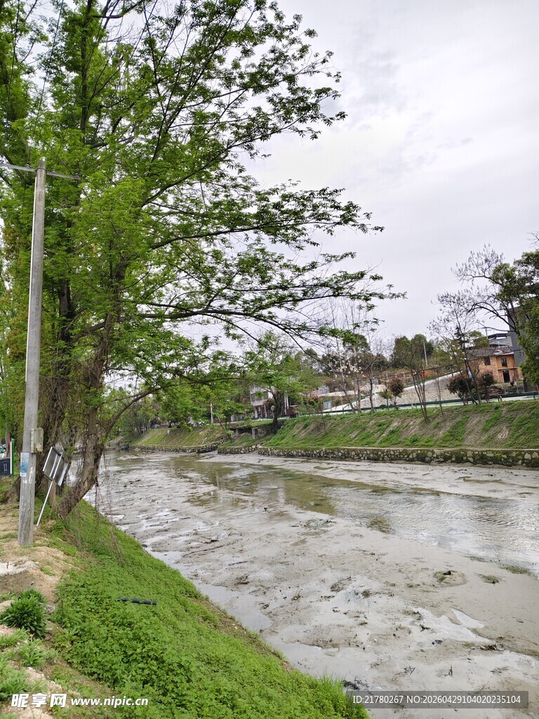 河畔绿树风景
