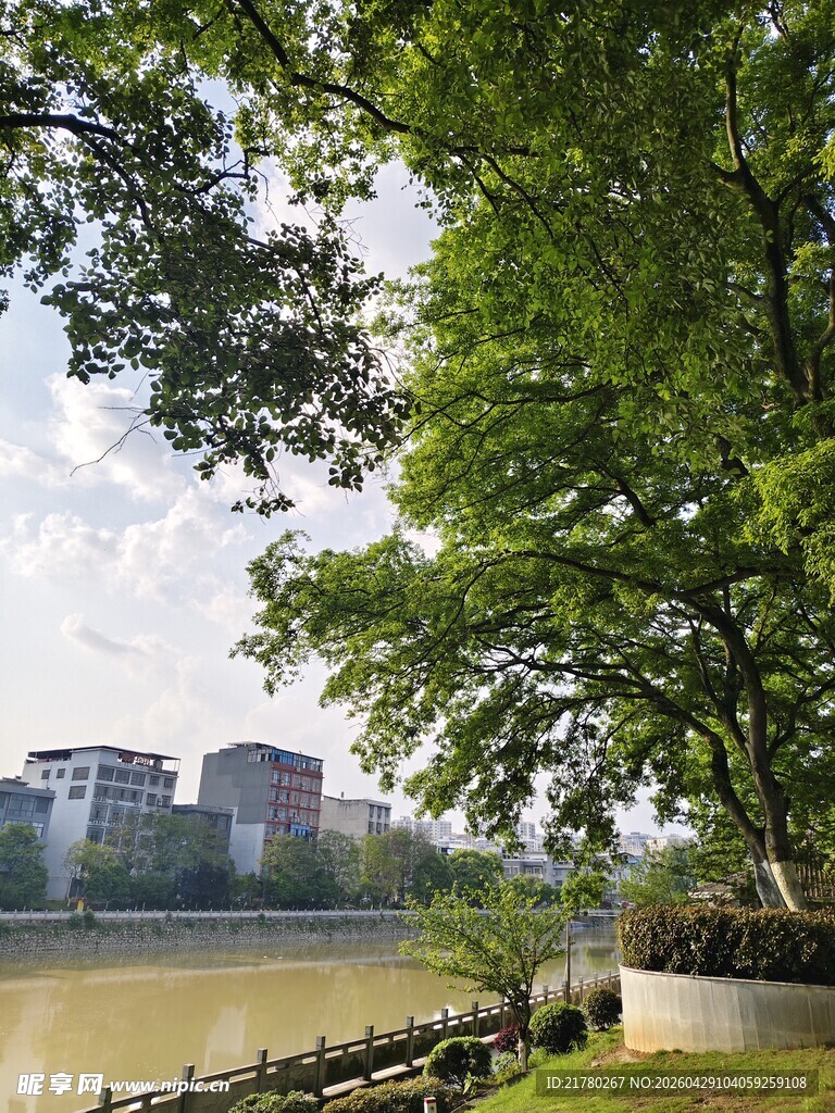 河畔绿树旁的城市景致