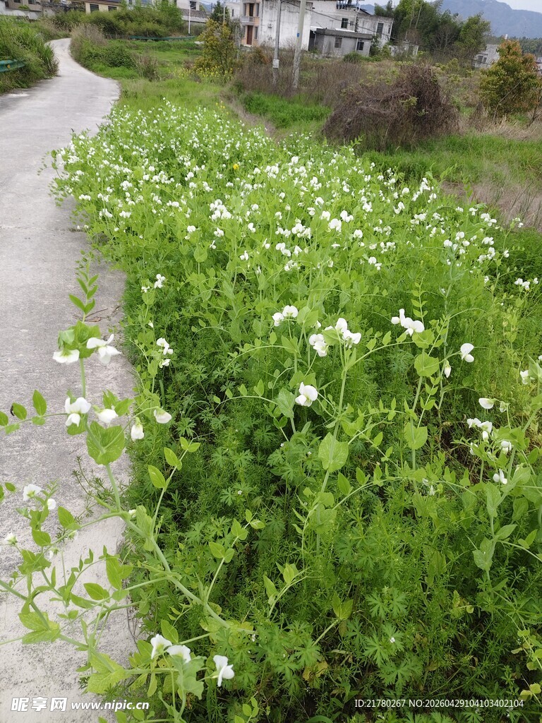路边白色花豌豆