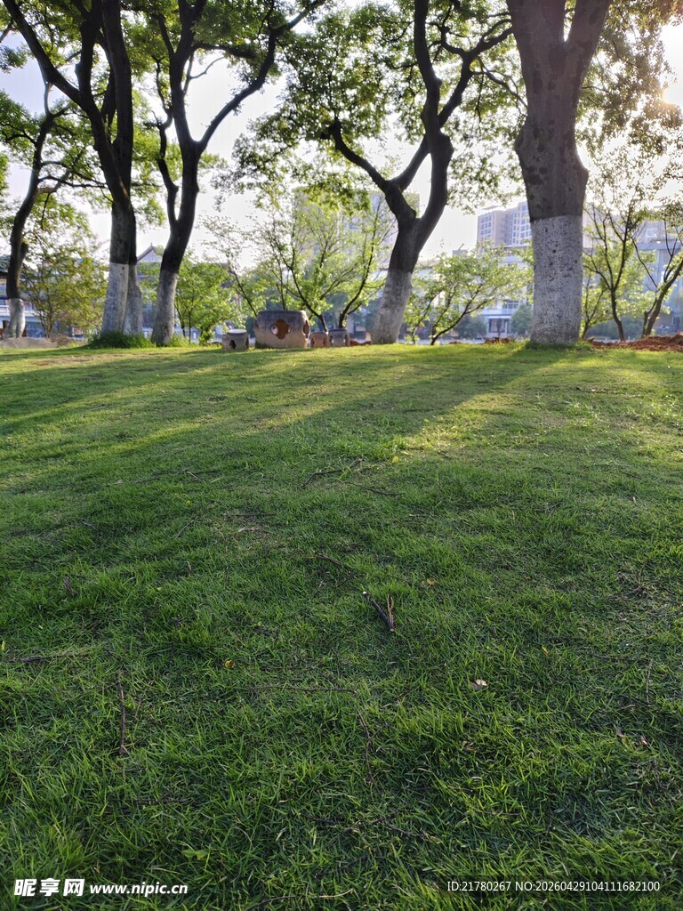 阳光照耀下的草地与树林