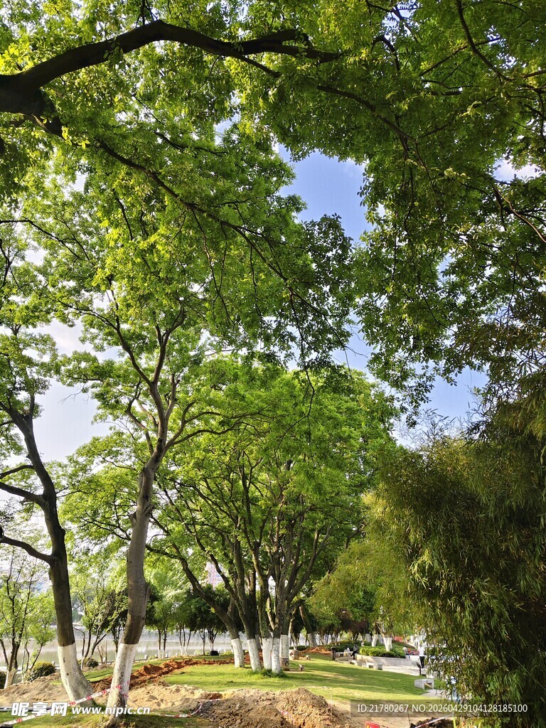 绿意盎然的公园林荫景致