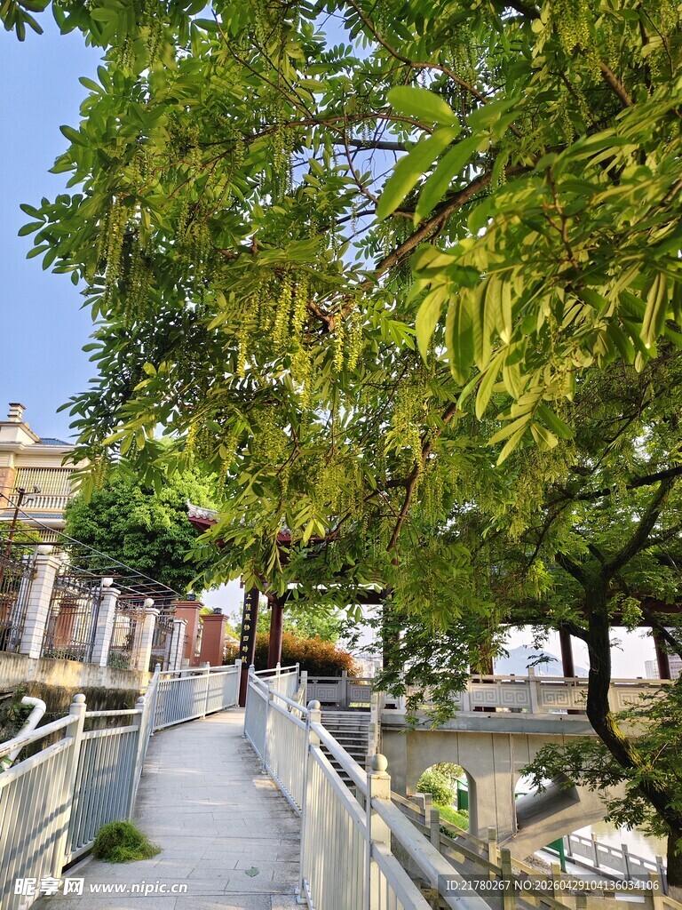林荫小道 户外景致