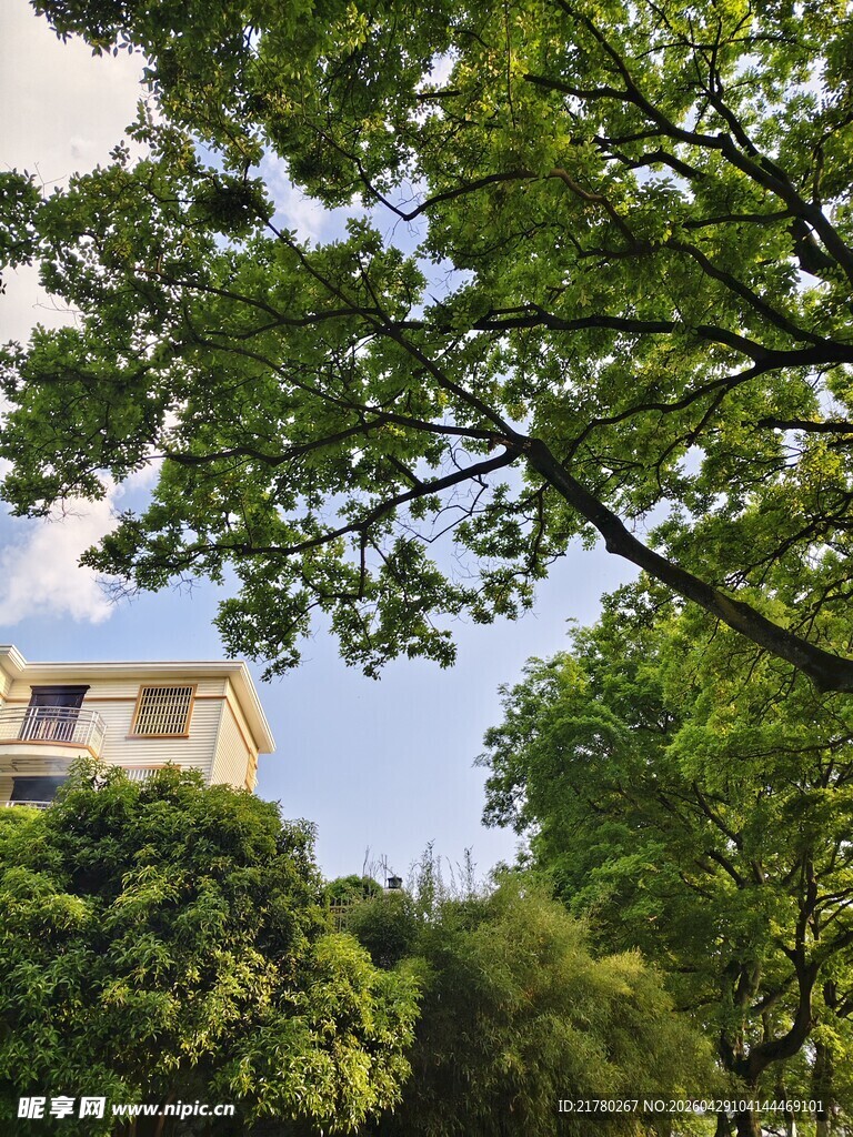 绿树掩映下的白色建筑