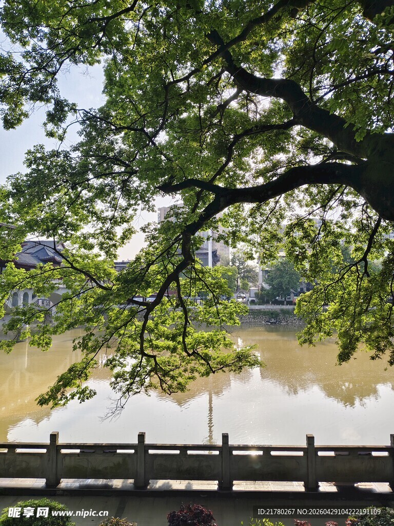 河边绿树 风景如画
