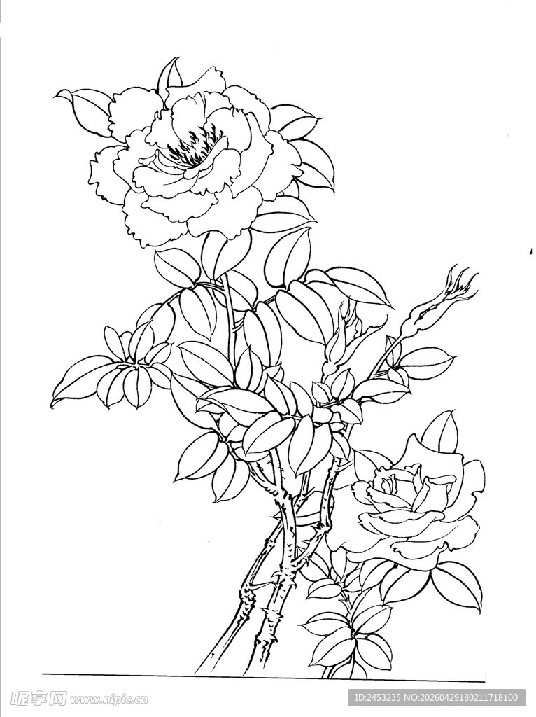 黑白线条绘玫瑰花枝