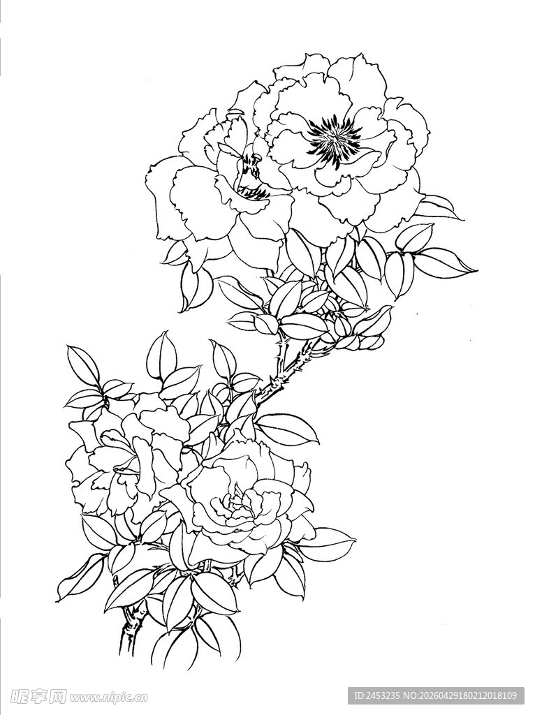 手绘花卉线条图