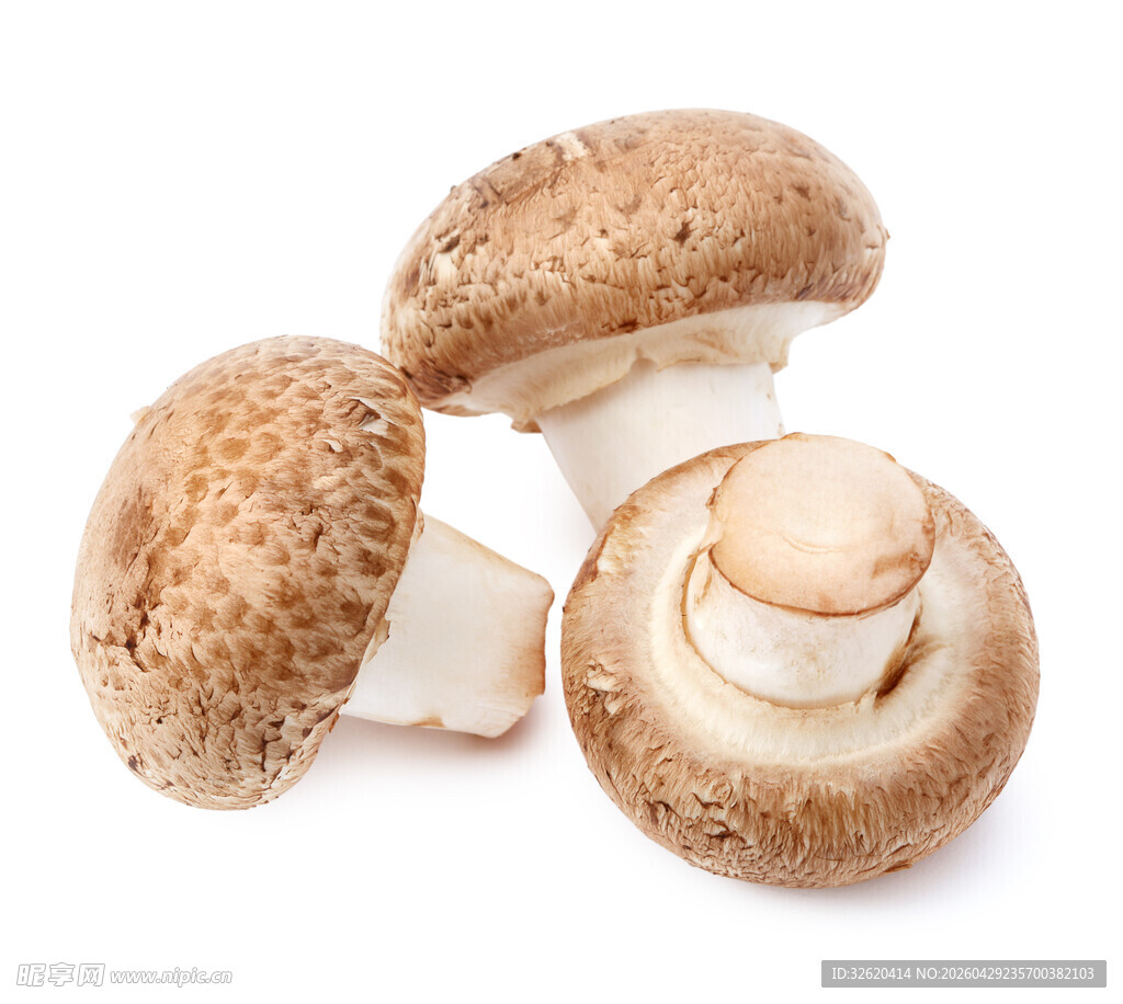 蘑菇
