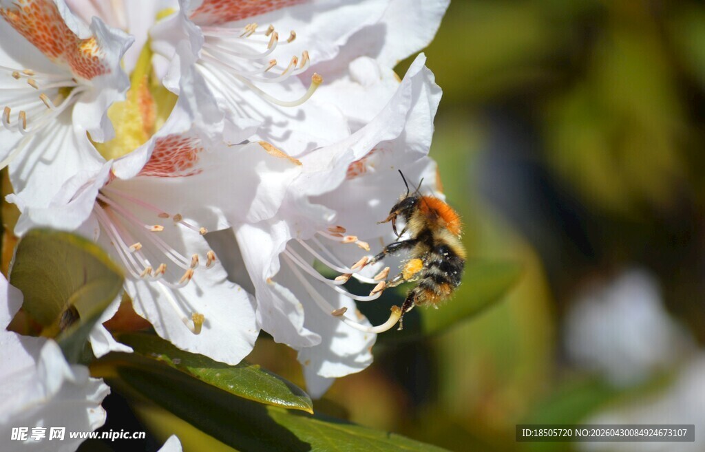 蜜蜂采蜜于白色花朵间