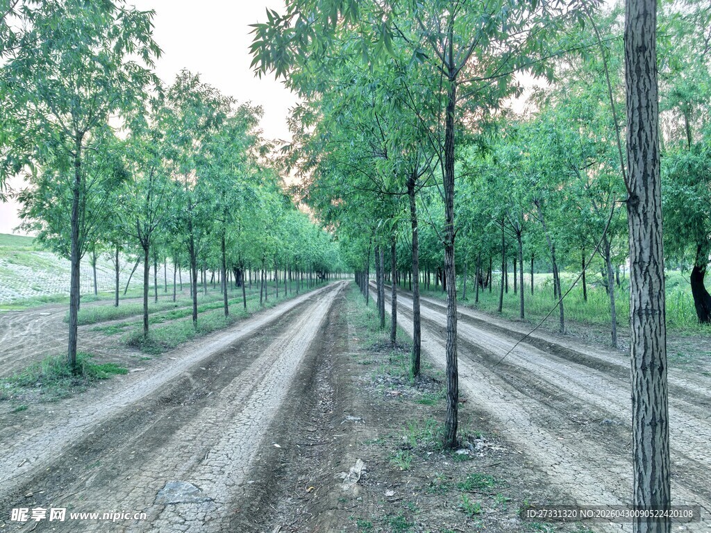 林间交错的泥土小路