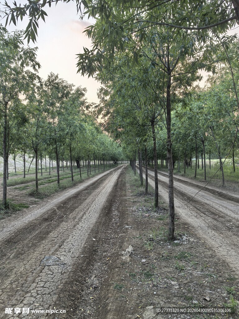 林间土路