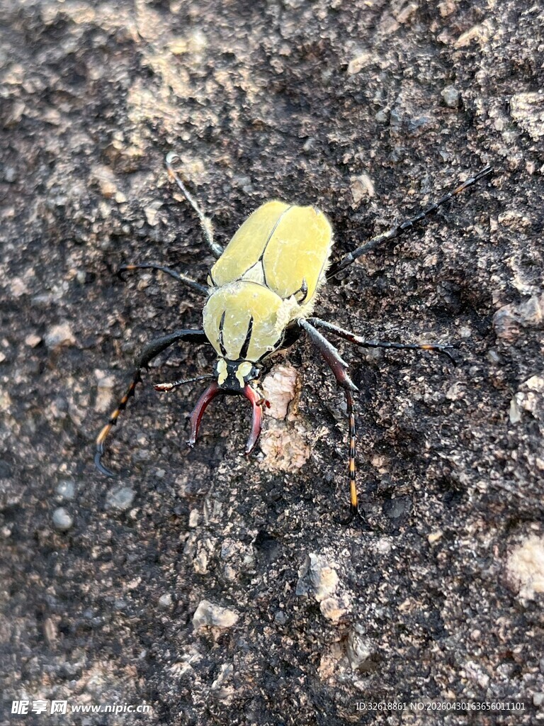 黄色小昆虫于泥土之上