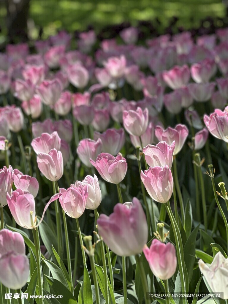 粉色郁金香花海美景