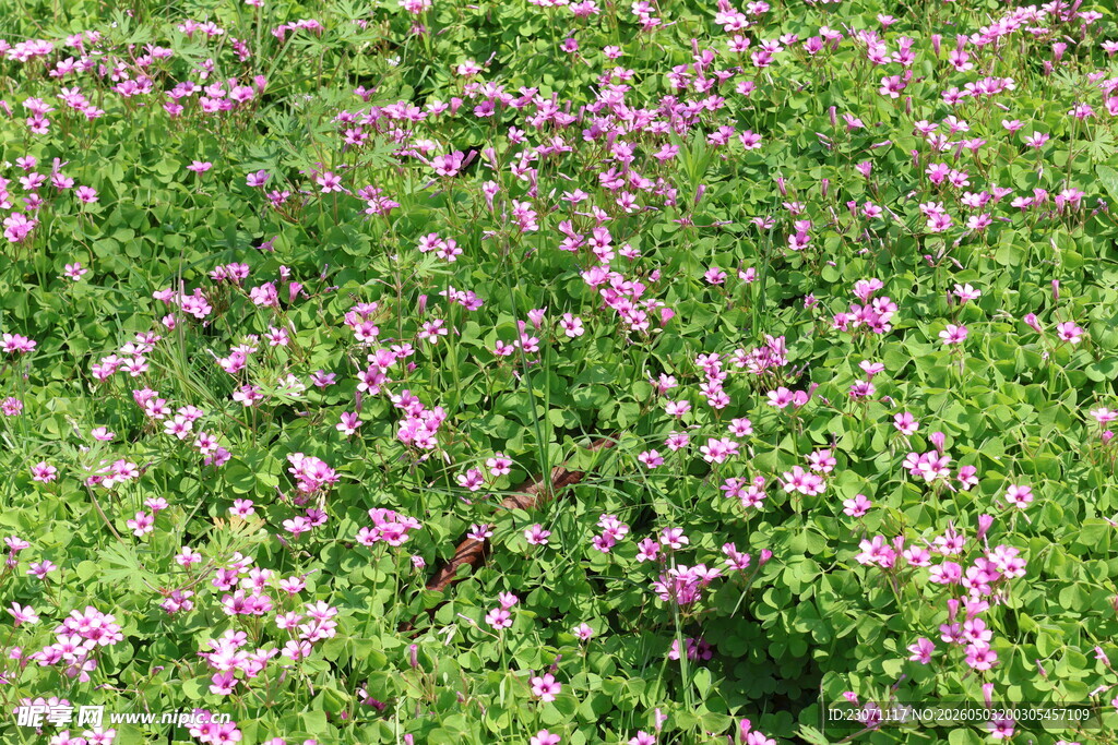 红花酢浆草花田