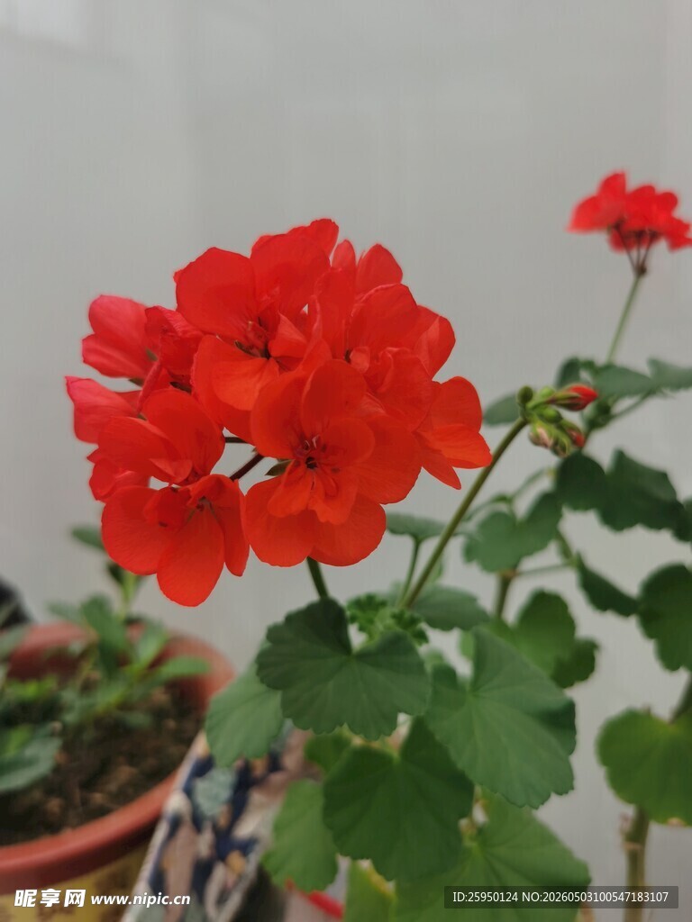 鲜艳红色天竺葵绽放