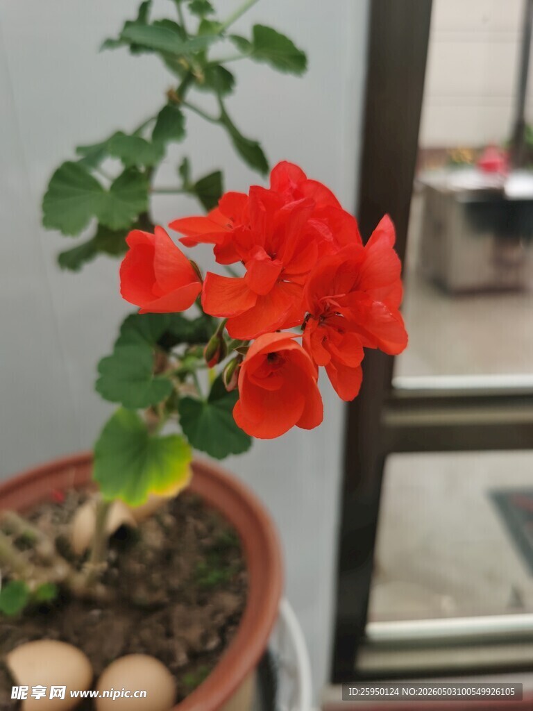 窗边绽放的艳丽红色天竺葵