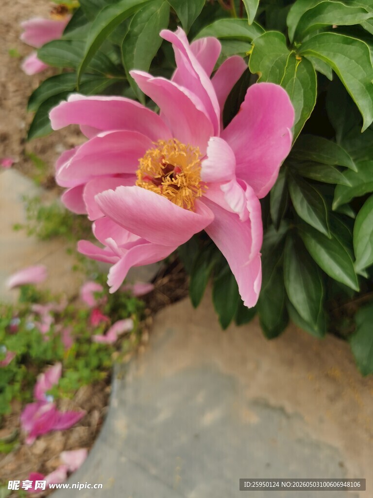 娇艳盛开的粉色牡丹花