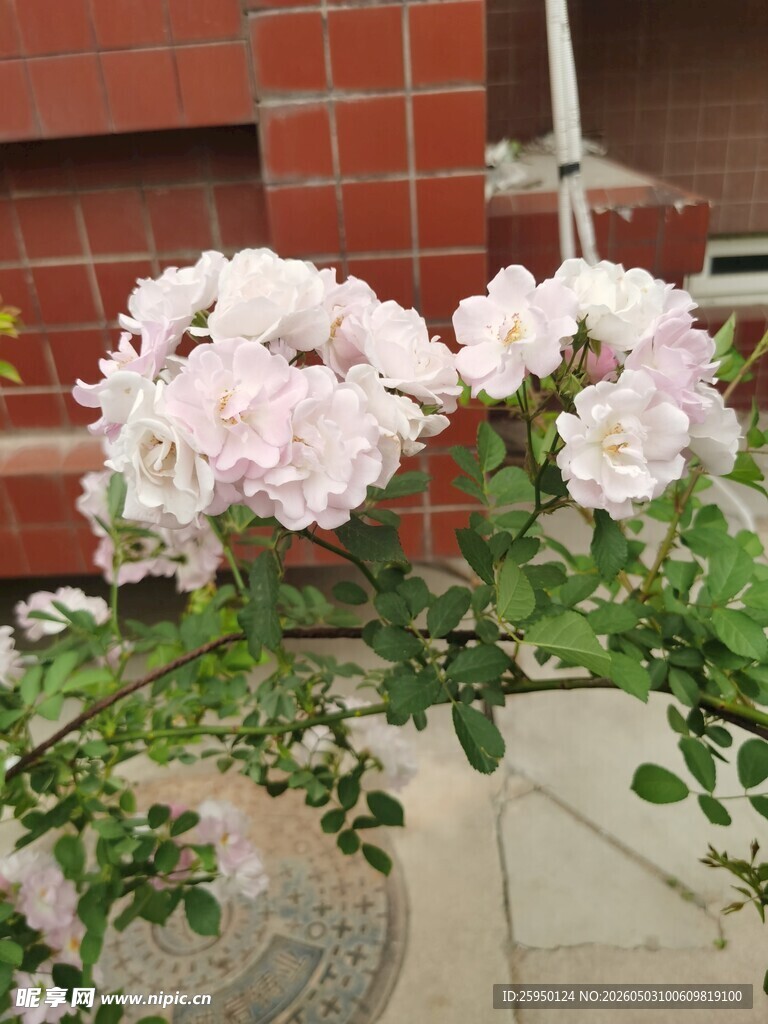 粉色天竺葵盆栽