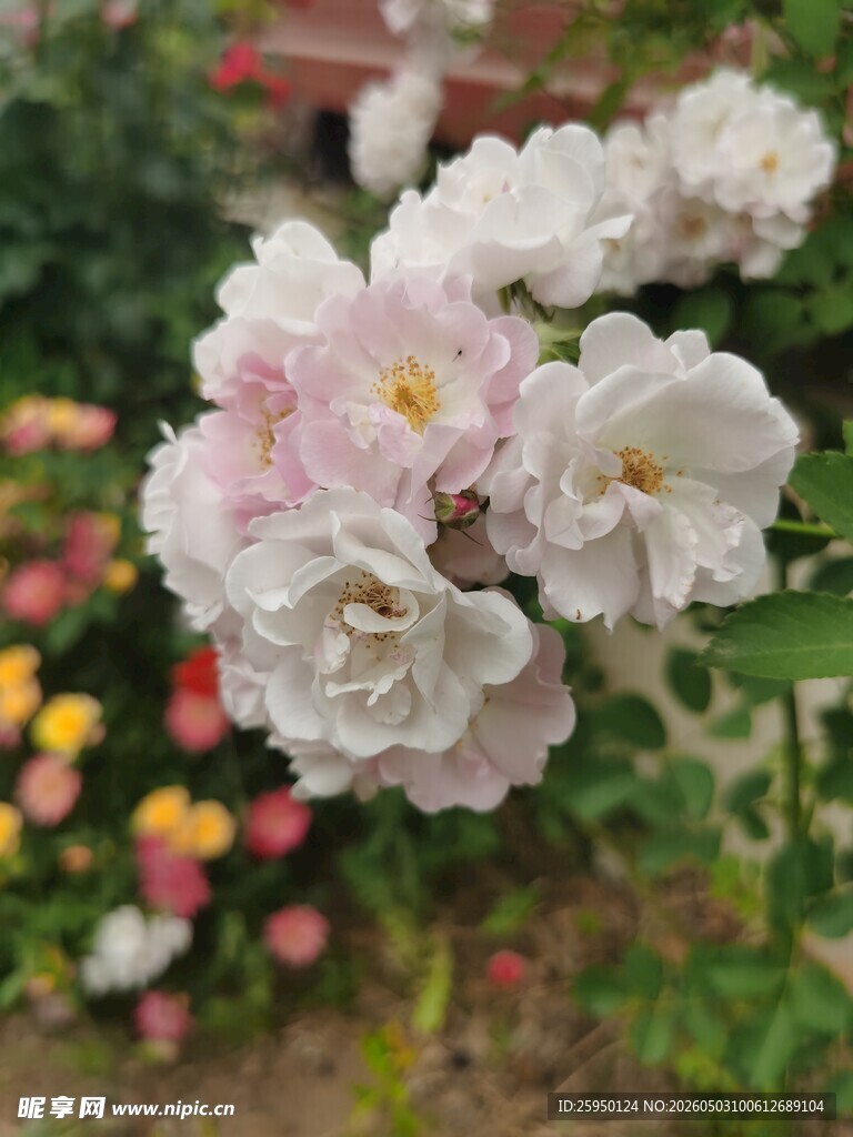 粉色娇艳月季花绽放