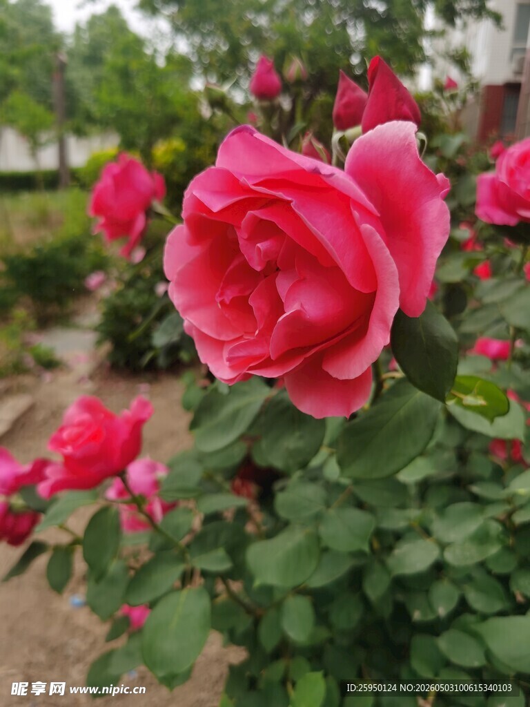 娇艳绽放的粉色月季花