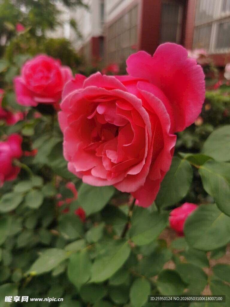 娇艳盛开的粉红色月季花