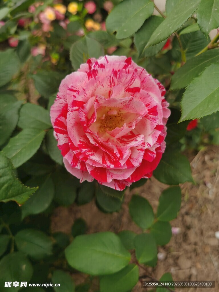 娇艳双色玫瑰花特写