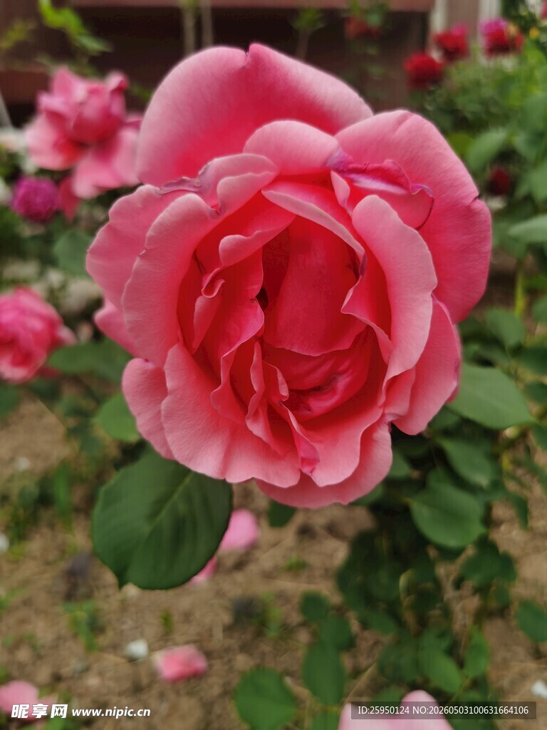 娇艳盛开的粉色月季花