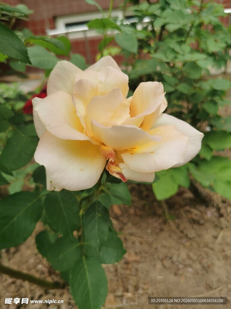 淡黄色月季花娇艳绽放