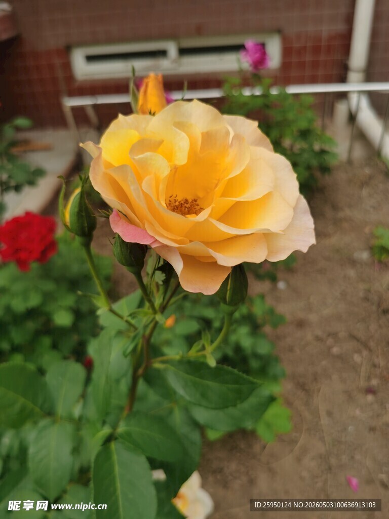 娇艳黄玫瑰绽放于花园