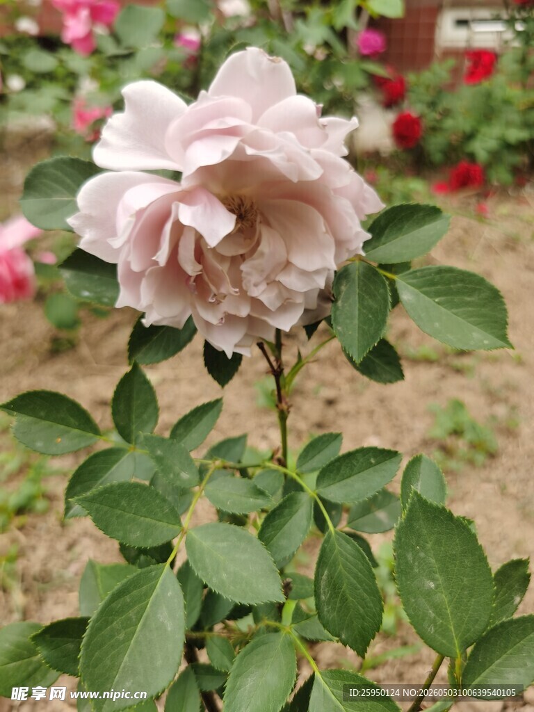 娇艳盛开的粉色玫瑰花