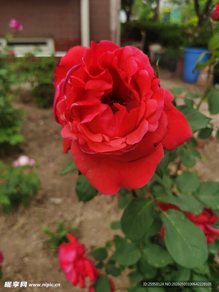 娇艳红玫瑰绽放于花园