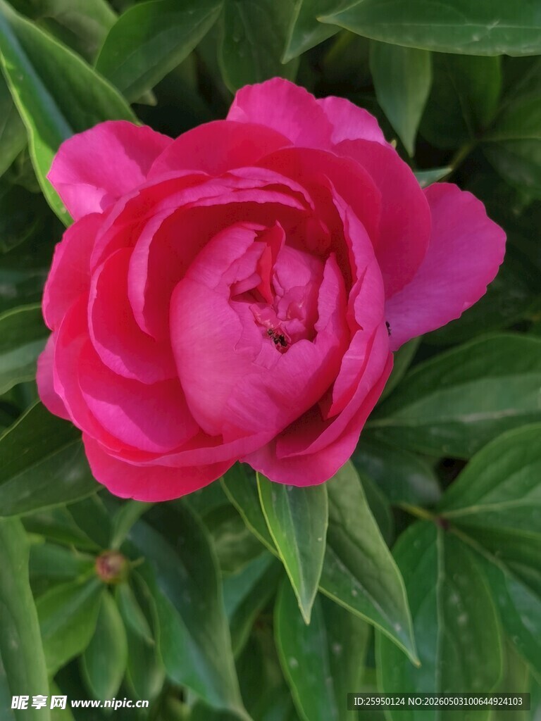 娇艳盛开的粉红色牡丹花