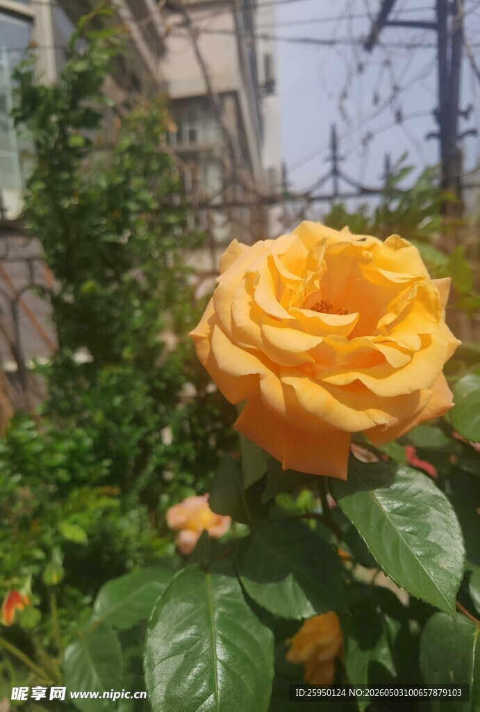 娇艳黄玫瑰绽放于绿植间