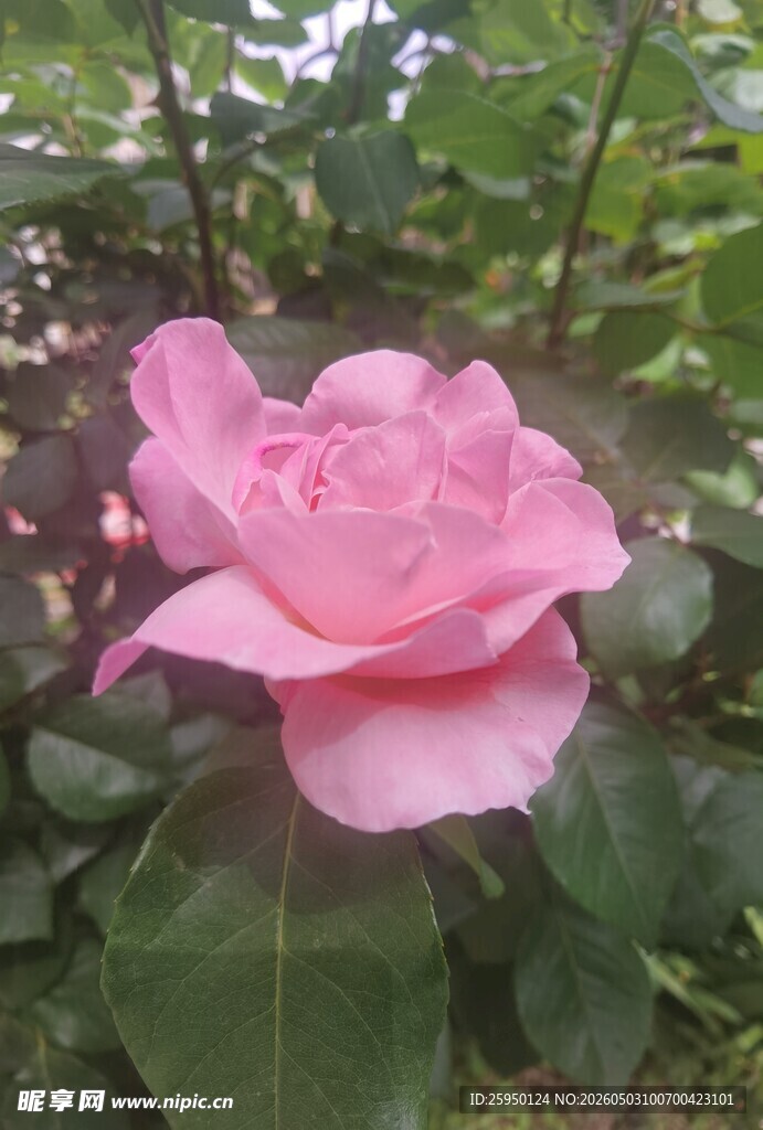 娇艳粉色山茶花绽放