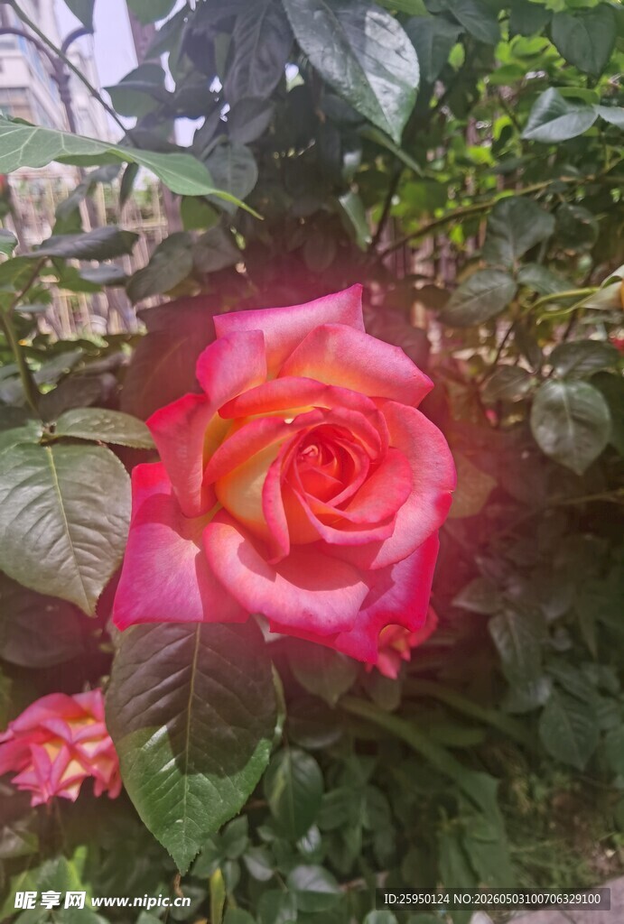 娇艳绽放的粉色月季花