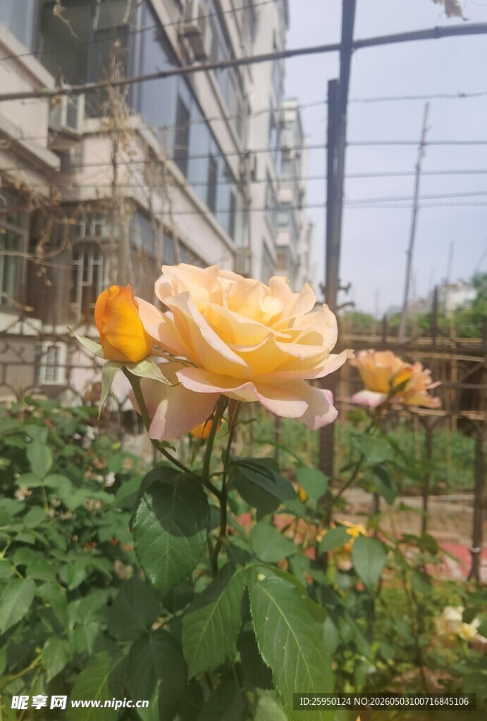 花园中的黄色娇艳月季花