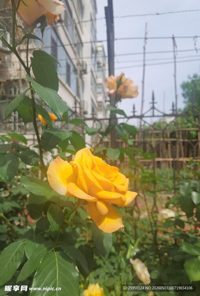 娇艳黄玫瑰绽放于庭院