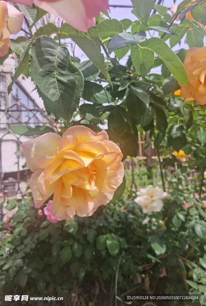 娇艳盛开的多彩月季花