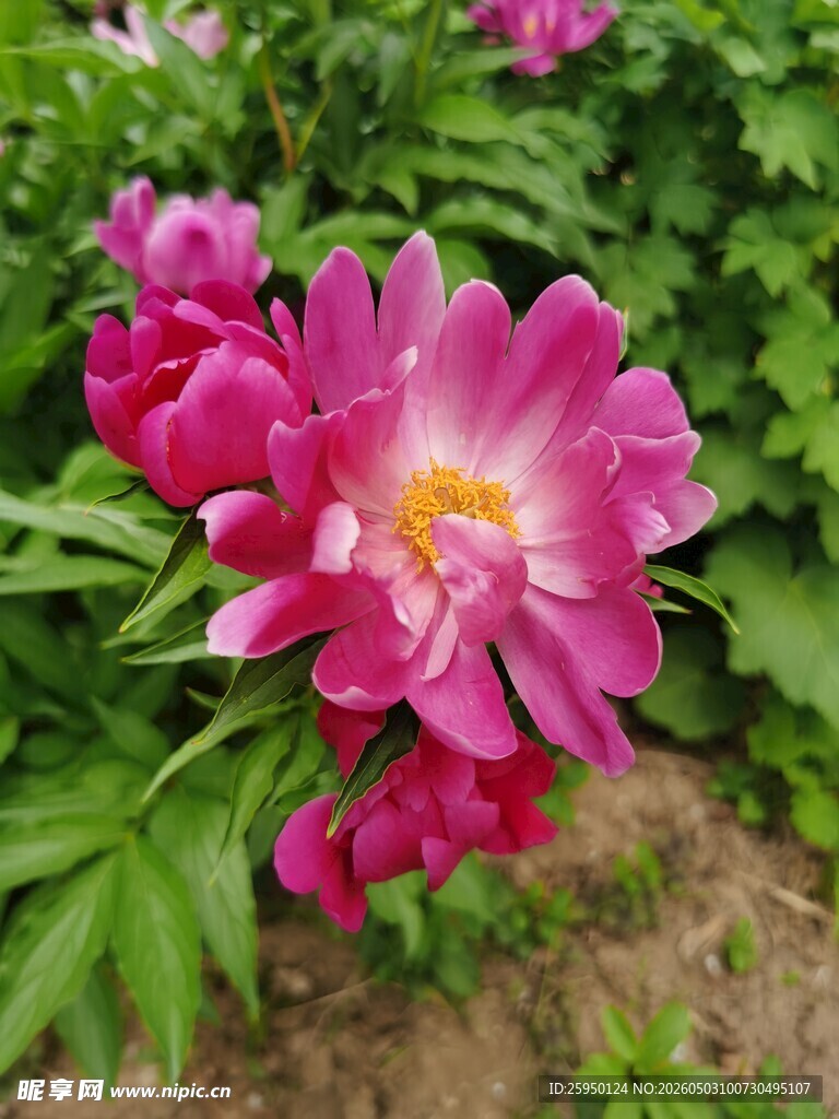 娇艳盛开的粉色芍药花