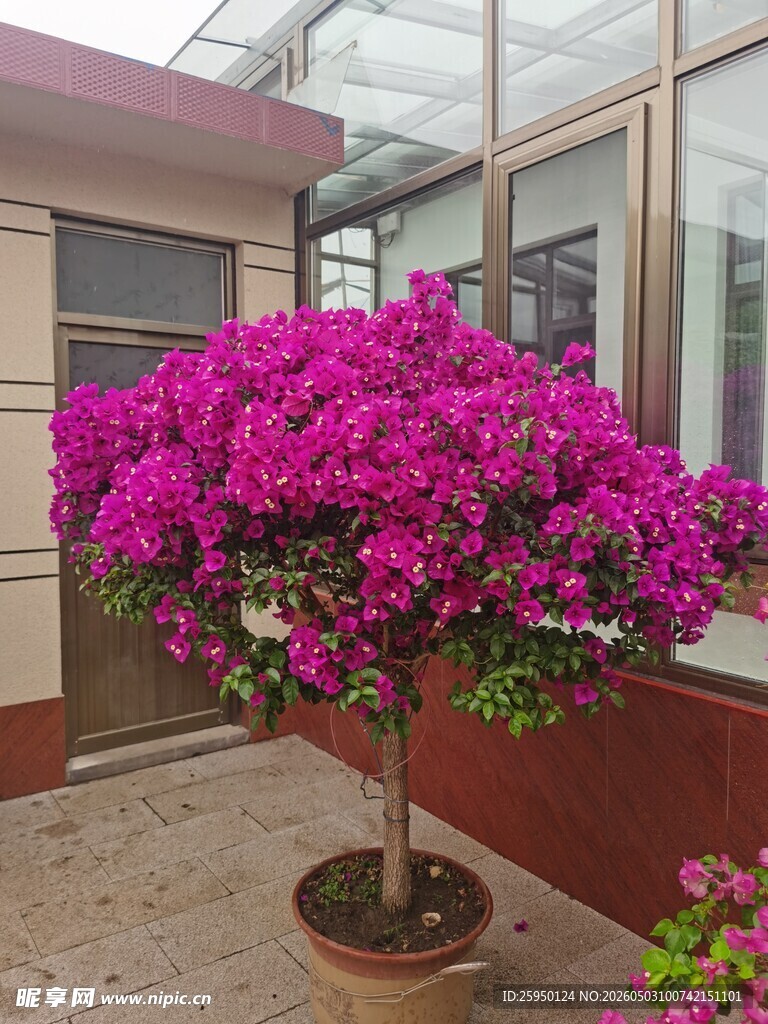 盆栽三角梅绽放艳丽花朵