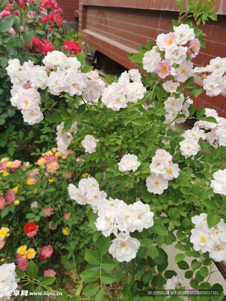 白色繁花绽放于绿植间