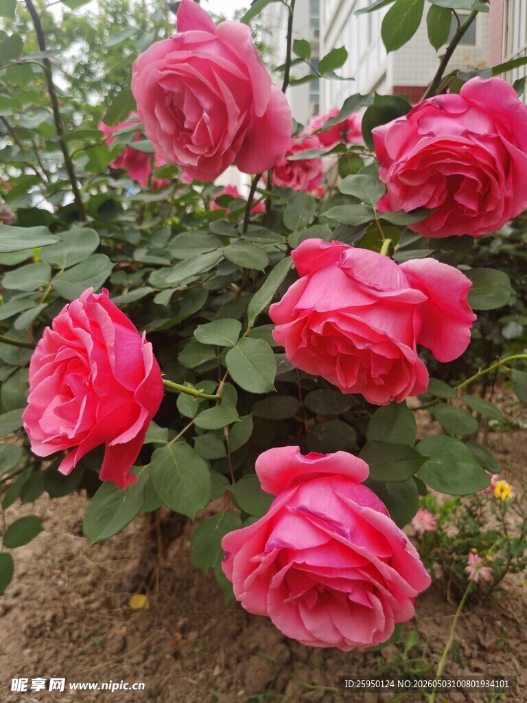 娇艳盛开的粉红色月季花