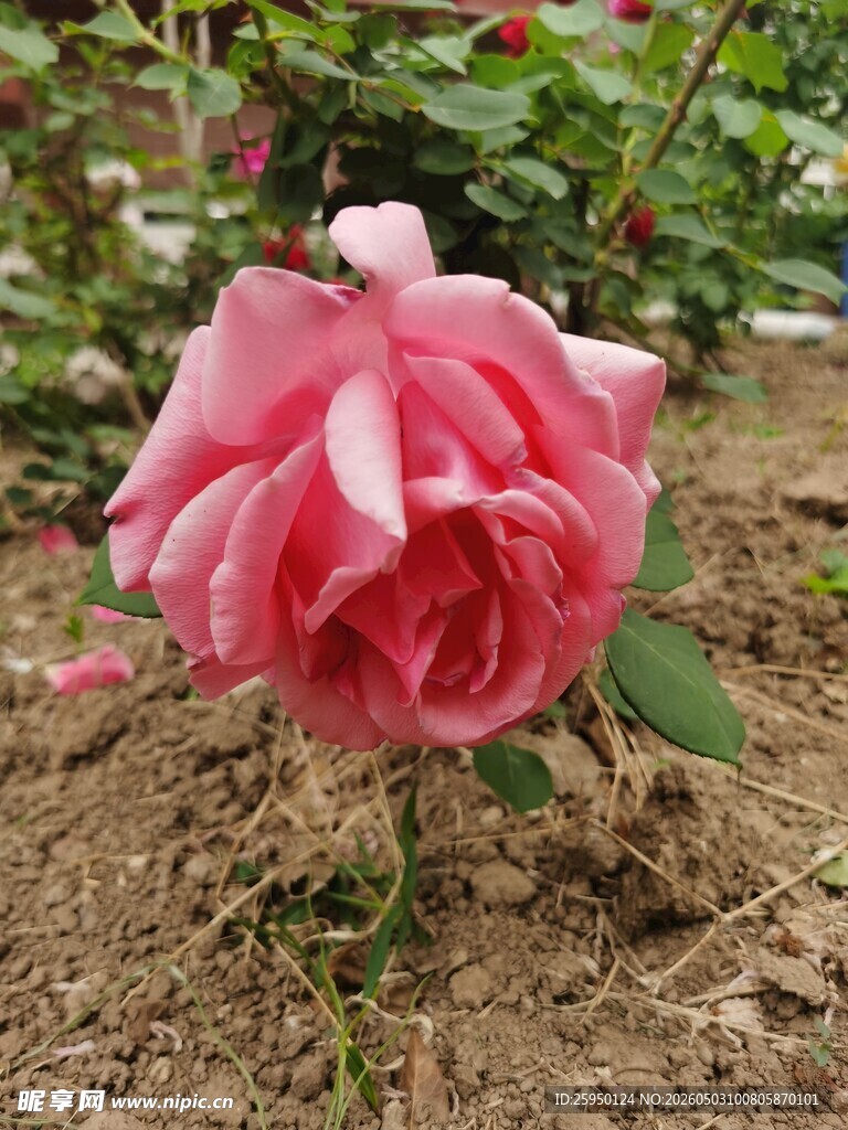 娇艳绽放的粉色月季花