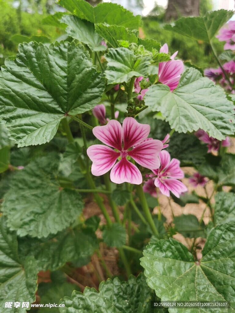 粉色锦葵花绽放绿叶间