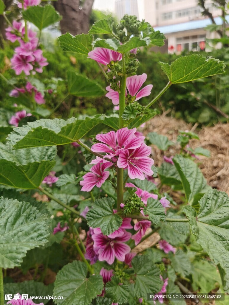 娇艳绽放的粉色锦葵花