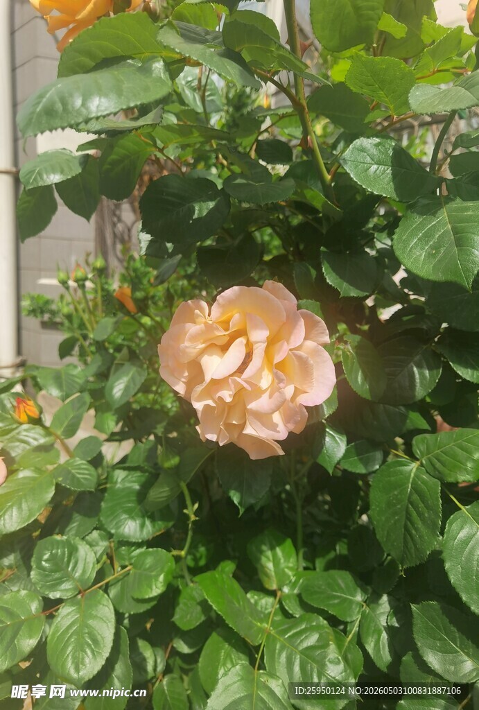 娇艳绽放的浅粉色月季花